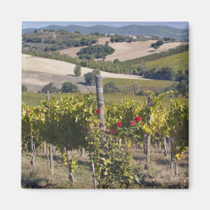 Europa, Italien, Umbrien, bei Montefalco, Weinberg Magnet