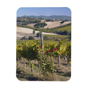 Europa, Italien, Umbrien, bei Montefalco, Weinberg Magnet