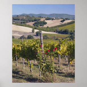 Europa, Italien, Umbrien, bei Montefalco, Weinberg Poster