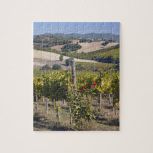 Europa, Italien, Umbrien, bei Montefalco, Weinberg Puzzle