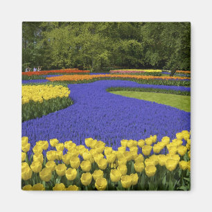 Europa, Niederlande, Holland, Lisse, Keukenhof Magnet