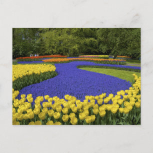 Europa, Niederlande, Holland, Lisse, Keukenhof Postkarte