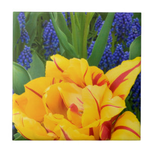 Europa, Niederlande, Lisse.Tulpen Fliese