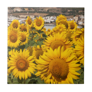 Europa, Spanien, Andalusien, Provinz Cadiz Fliese