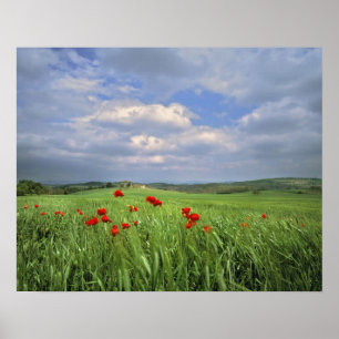 Europa, Toskana, Poggiolo. Rote Pfeffer Poster