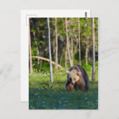 Europäische Bärenpostkarte Postkarte (Vorne/Hinten)