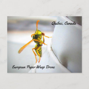 Europäische Feldwespe (Polistes dominula) Drohne Postkarte