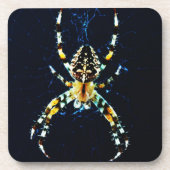 Europäische Gartenspinne Getränkeuntersetzer (Vorderseite)