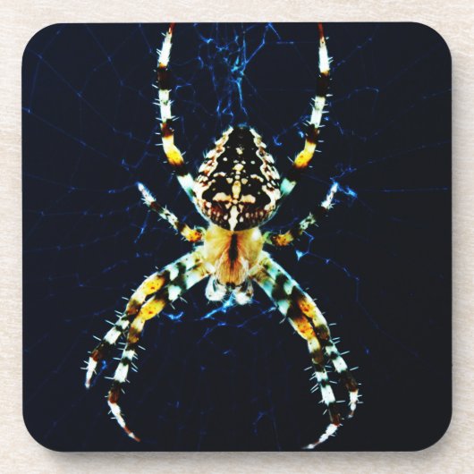 Europäische Gartenspinne Getränkeuntersetzer (Vorderseite)