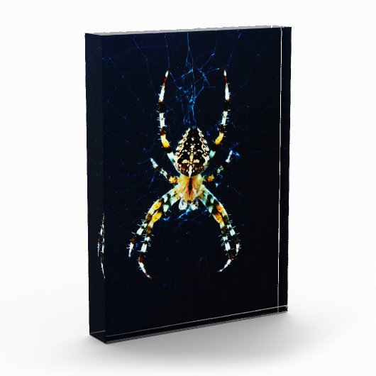 Europäische Gartenspinne pbcna Fotoblock (Links)