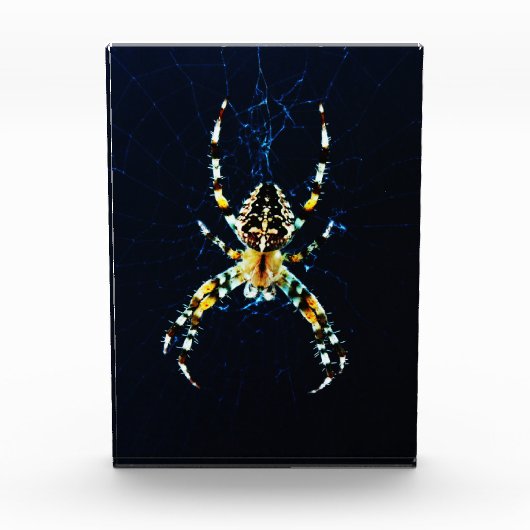 Europäische Gartenspinne pbcnm Fotoblock (Vorderseite)