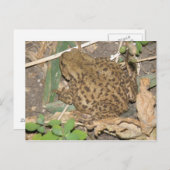 Europäische gemeinsame Postkarte (Vorne/Hinten)