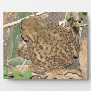 Europäische Gemeinschafts-Toad Plaque Fotoplatte