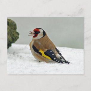 Europäische Goldfinch im Schnee-Postkarte Postkarte
