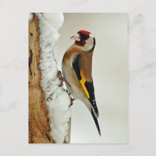 Europäische Goldfinch im Schnee-Postkarte Postkarte