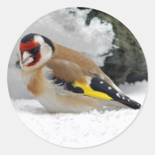 Europäische Goldfinch in Schneeaufklebern Runder Aufkleber