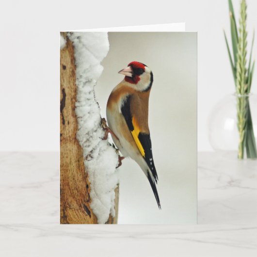 Europäische Goldfinch-Schneegrüßkarte Karte (Vorderseite)