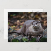 Europäische Otter Postkarte (Vorne/Hinten)