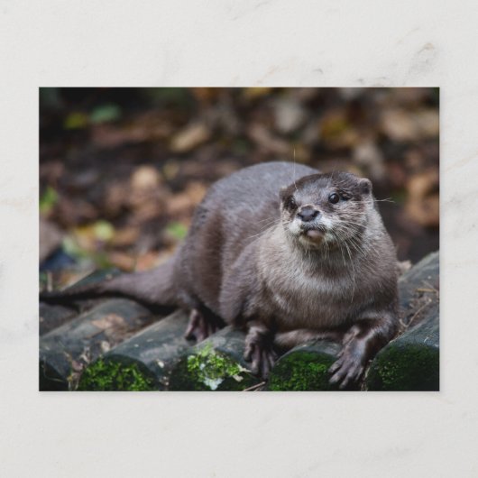Europäische Otter Postkarte (Vorderseite)
