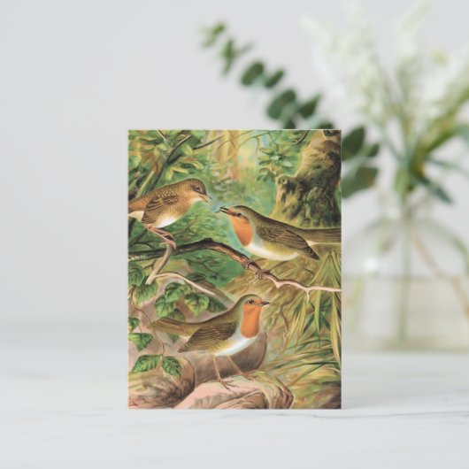 Europäische Robin Vintag Bird-Illustration Postkarte (Stehend Vorderseite)