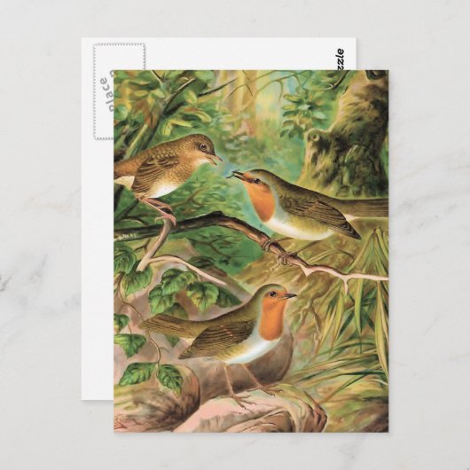 Europäische Robin Vintag Bird-Illustration Postkarte (Vorne/Hinten)