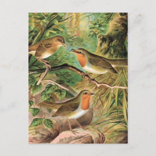 Europäische Robin Vintag Bird-Illustration Postkarte (Vorderseite)