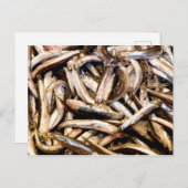 Europäische Sardellen Postkarte (Vorne/Hinten)