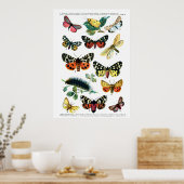 Europäische Schmetterlinge (Blatt 10) Poster (Küche)