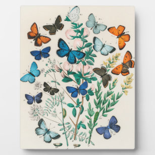 Europäische Schmetterlinge, Illustrationen Fotoplatte