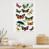 Europäische Schmetterlinge Poster (Küche)