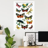 Europäische Schmetterlinge Poster (Heimbüro)