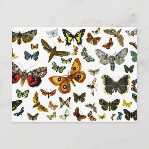 Europäische Schmetterlingscollage Postkarte