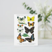 Europäische Schmetterlingsplatte II Postkarte (Stehend Vorderseite)