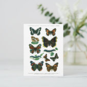 Europäische Schmetterlingsplatte III Postkarte (Stehend Vorderseite)