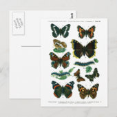 Europäische Schmetterlingsplatte III Postkarte (Vorne/Hinten)