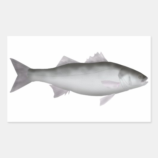 Europäische Seebarse Rechteckiger Aufkleber (Vorderseite)