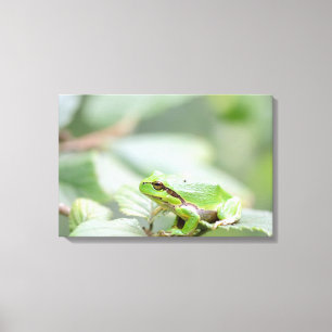 Europäischer Baumfrosch im grünen Leinwanddruck