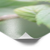 Europäischer Baumfrosch in grünem Foto (Ecke)