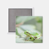 Europäischer Baumfrosch in grünem Magnet (Vorderseite/Rückseite)