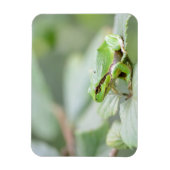 Europäischer Baumfrosch in grünem rechteckigem Mag Magnet (Vertikal)
