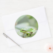 Europäischer Baumfrosch in grünem Rundaufkleber Runder Aufkleber (Umschlag)