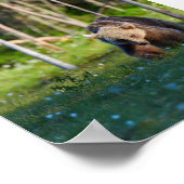 Europäischer Braunbär Poster (Ecke)