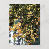 Europäischer Buchenbaum Postkarte (Vorderseite)