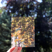 Europäischer Buchenbaum Postkarte