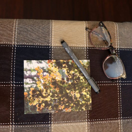 Europäischer Buchenbaum Postkarte