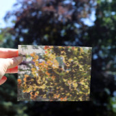 Europäischer Buchenbaum Postkarte