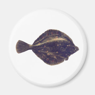 Europäischer Goldbutt Magnet