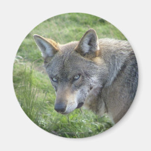 Europäischer grauer Wolf Magnet