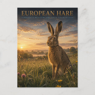Europäischer Hase Wiese TIERE Postkarte