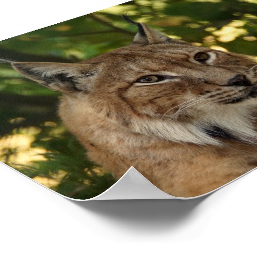 Europäischer Lynx Poster (Ecke)